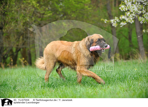 spielender Leonberger / playing Leonberger / YJ-07004