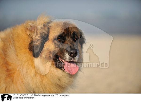 Leonberger Portrait / YJ-09627