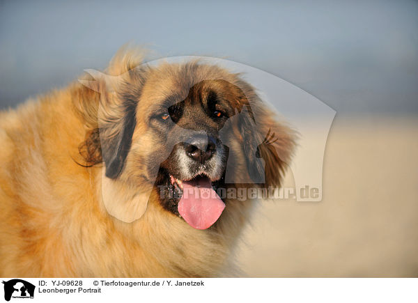 Leonberger Portrait / YJ-09628