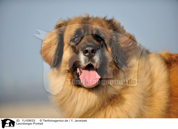 Leonberger Portrait / YJ-09633