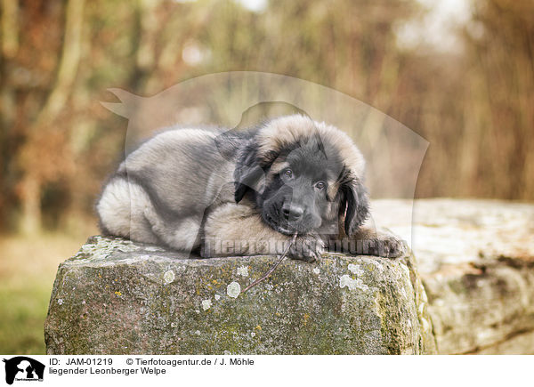 liegender Leonberger Welpe / lying Leonberger Puppy / JAM-01219