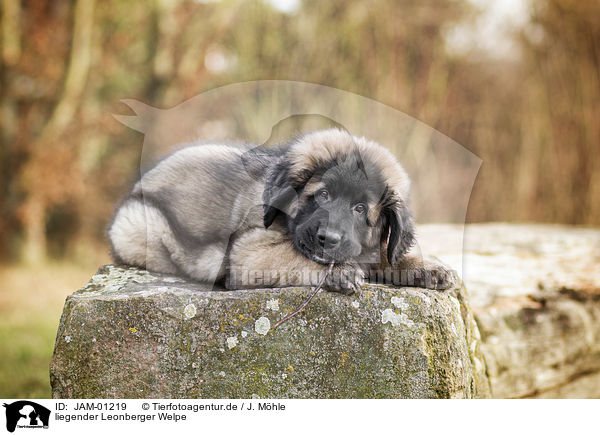 liegender Leonberger Welpe / JAM-01219