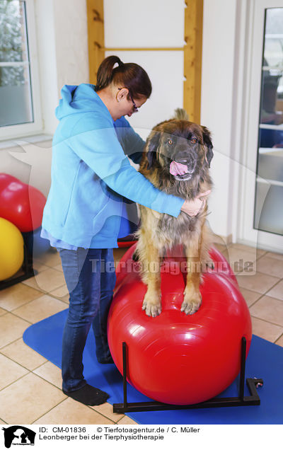 Leonberger bei der Tierphysiotherapie / CM-01836