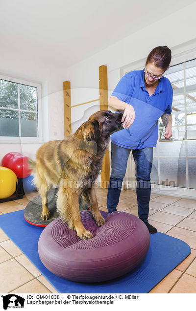 Leonberger bei der Tierphysiotherapie / CM-01838