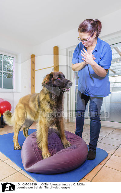 Leonberger bei der Tierphysiotherapie / CM-01839