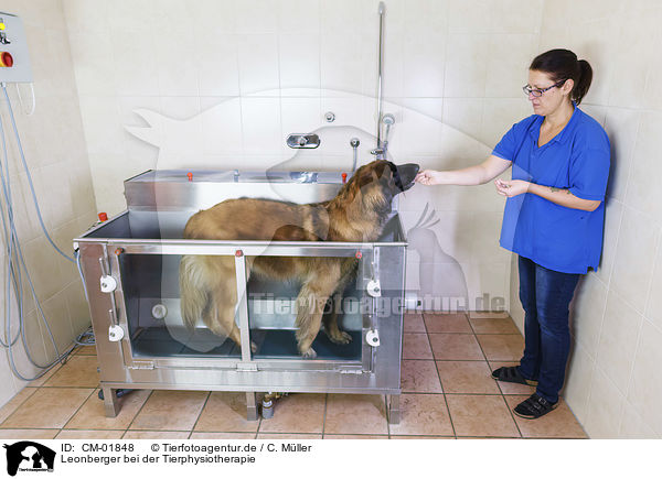 Leonberger bei der Tierphysiotherapie / CM-01848