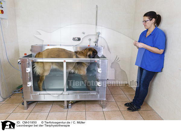 Leonberger bei der Tierphysiotherapie / CM-01850