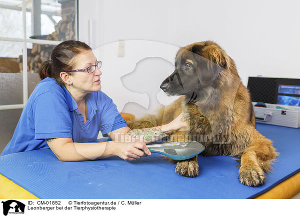 Leonberger bei der Tierphysiotherapie / CM-01852