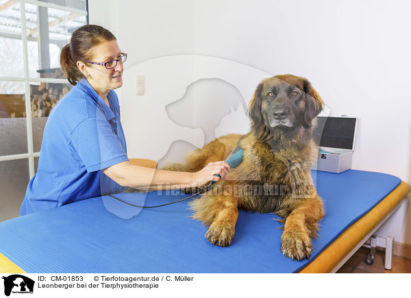 Leonberger bei der Tierphysiotherapie / CM-01853
