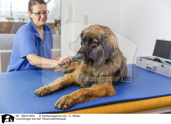 Leonberger bei der Tierphysiotherapie / CM-01854