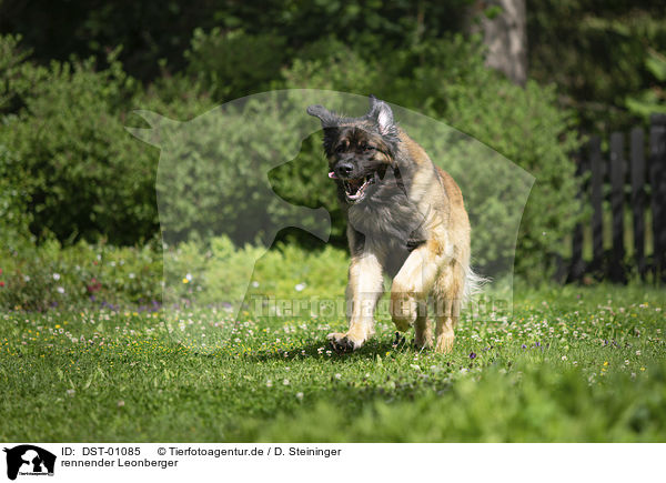 rennender Leonberger / running Leonberger / DST-01085