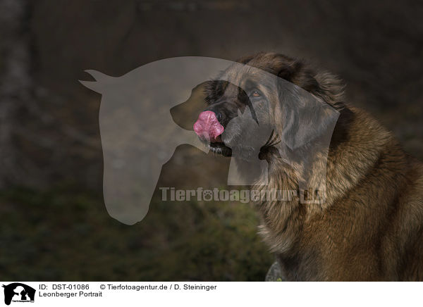 Leonberger Portrait / DST-01086