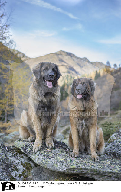 sitzende Leonberger / DST-01089