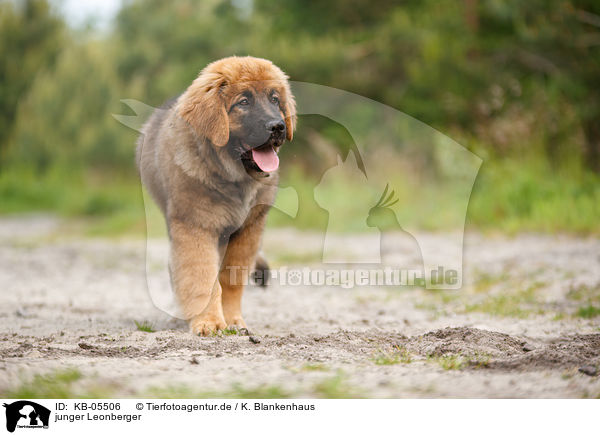 junger Leonberger / KB-05506