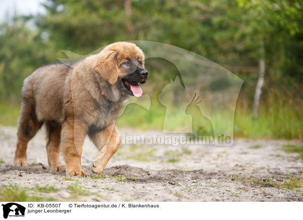 junger Leonberger / KB-05507