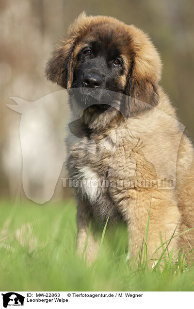 Leonberger Welpe / Leonberger puppy / MW-22863