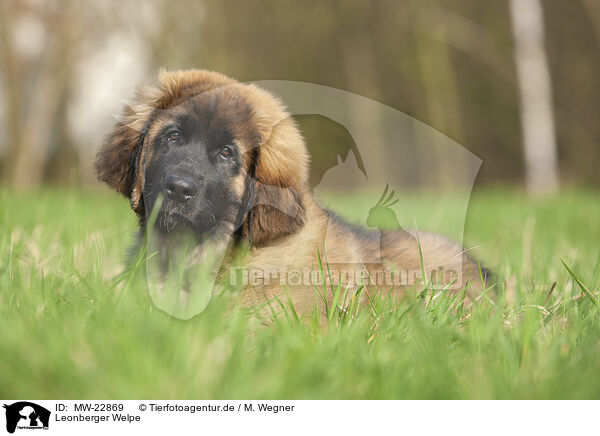 Leonberger Welpe / Leonberger puppy / MW-22869
