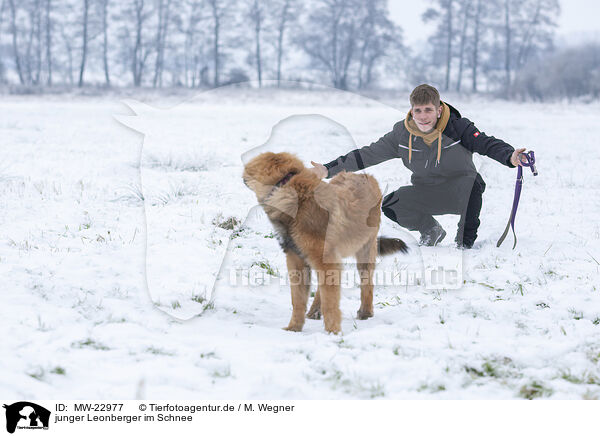 junger Leonberger im Schnee / MW-22977