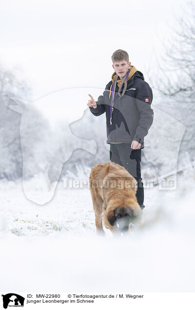 junger Leonberger im Schnee / MW-22980