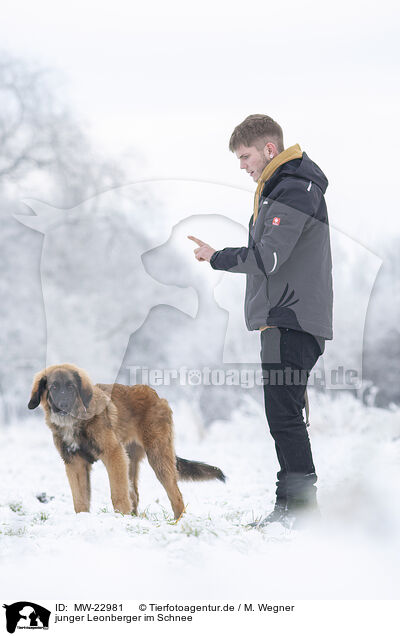 junger Leonberger im Schnee / young Leonberger in snow / MW-22981