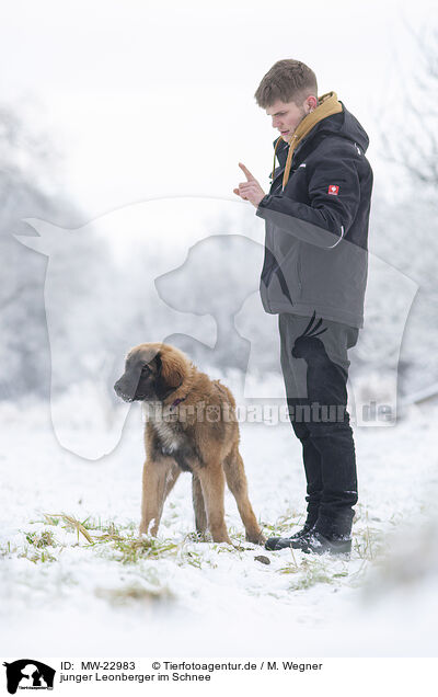 junger Leonberger im Schnee / young Leonberger in snow / MW-22983