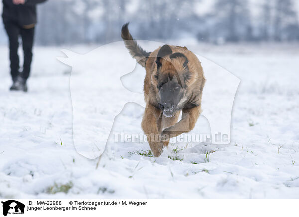 junger Leonberger im Schnee / young Leonberger in snow / MW-22988