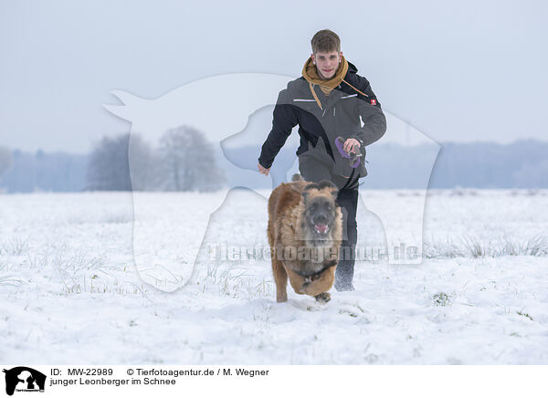 junger Leonberger im Schnee / young Leonberger in snow / MW-22989