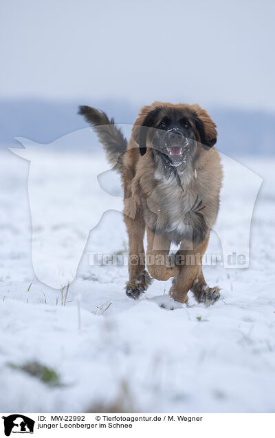 junger Leonberger im Schnee / young Leonberger in snow / MW-22992