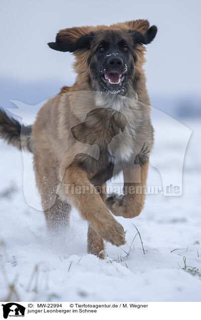 junger Leonberger im Schnee / young Leonberger in snow / MW-22994