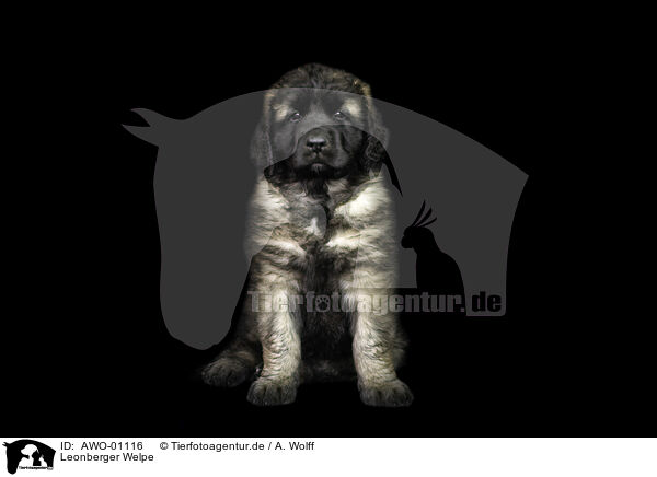Leonberger Welpe / AWO-01116