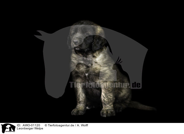 Leonberger Welpe / Leonberger Puppy / AWO-01120