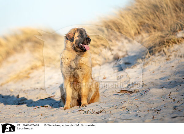 Leonberger / Leonberger / MAB-02464