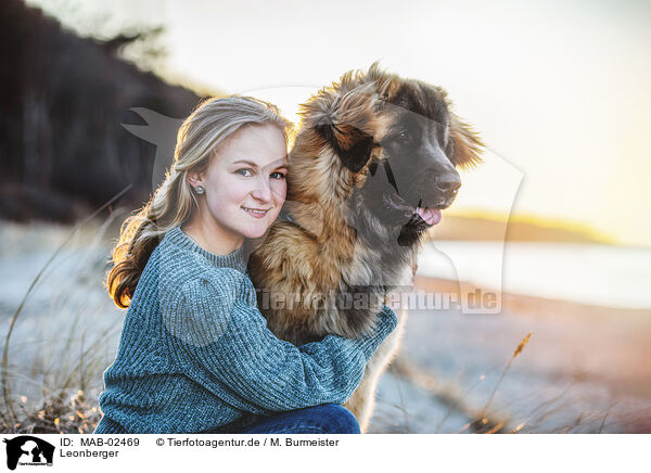 Leonberger / MAB-02469