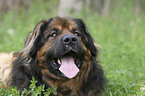 Leonberger Rde