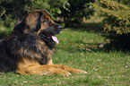 liegender Leonberger