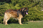 stehender Leonberger