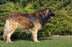 stehender Leonberger