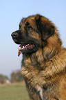 Leonberger Portrait