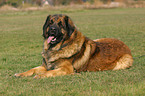 liegender Leonberger