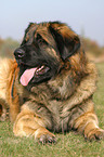 liegender Leonberger