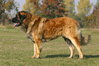 stehender Leonberger