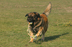 spielender Leonberger