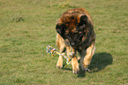 spielender Leonberger