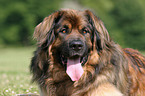 Leonberger Portrait