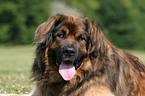 Leonberger Portrait