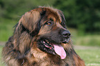 Leonberger Portrait