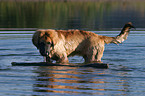 Leonberger Junghund im Wasser