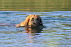 Leonberger Junghund im Wasser