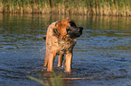 Leonberger Junghund im Wasser