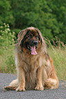 10 jhriger Leonberger